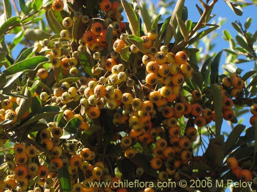 Pyracantha sp. #2361의 사진