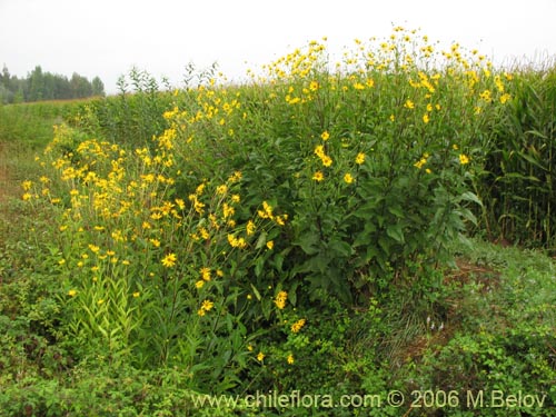Bild von Asteraceae sp. #1840 (). Klicken Sie, um den Ausschnitt zu vergrössern.