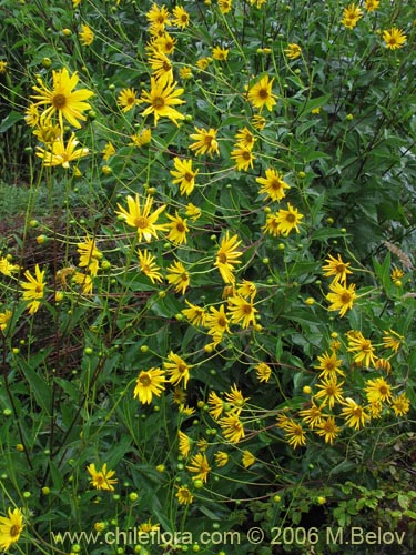 Bild von Asteraceae sp. #1840 (). Klicken Sie, um den Ausschnitt zu vergrössern.