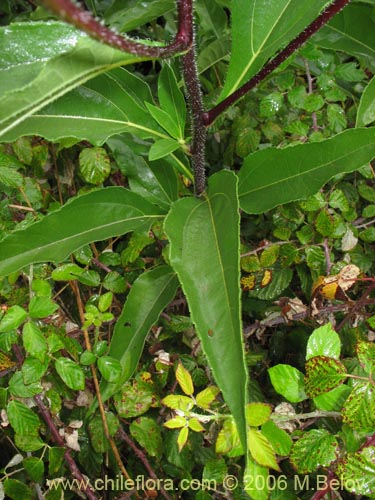 Bild von Asteraceae sp. #1840 (). Klicken Sie, um den Ausschnitt zu vergrössern.