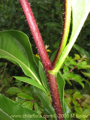 Bild von Asteraceae sp. #1840 (). Klicken Sie, um den Ausschnitt zu vergrössern.