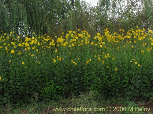 Imágen de Asteraceae sp. #1840 (). Haga un clic para aumentar parte de imágen.