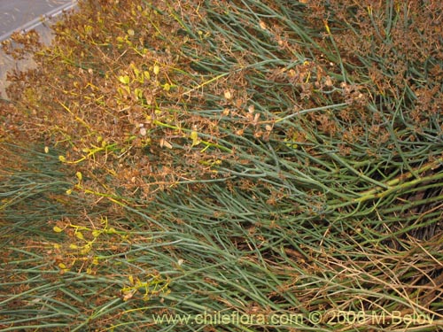Image of Gymnophyton isatidicarpum (Bío-bío). Click to enlarge parts of image.