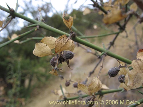 Trevoa trinervis的照片