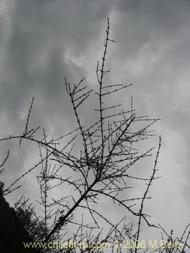 Trevoa trinervis的照片