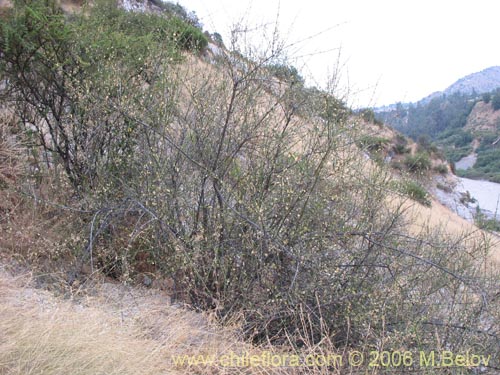 Trevoa trinervis的照片