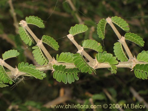Bild von Porlieria chilensis (Guayacán / Palo santo). Klicken Sie, um den Ausschnitt zu vergrössern.