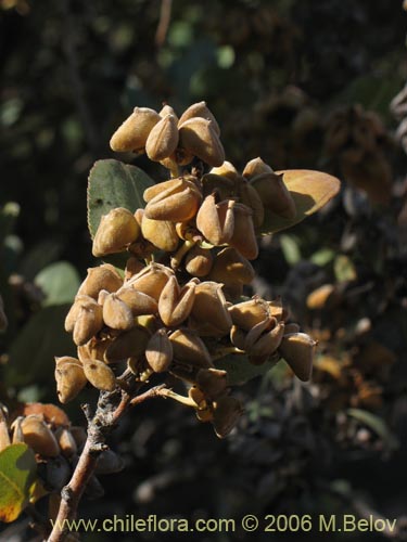 Bild von Kageneckia oblonga (Bollén). Klicken Sie, um den Ausschnitt zu vergrössern.