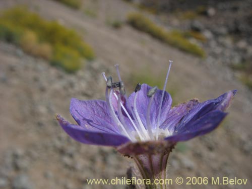 Bild von Malesherbia linearifolia (Estrella azúl de cordillera). Klicken Sie, um den Ausschnitt zu vergrössern.