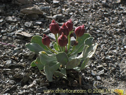 Image of Alstroemeria umbellata (Lirio de cordillera rosado). Click to enlarge parts of image.