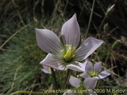 Image of Gentianella ottonis (Genciana). Click to enlarge parts of image.