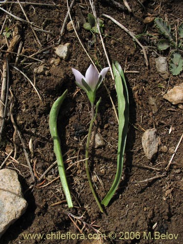 Image of Gentianella ottonis (Genciana). Click to enlarge parts of image.