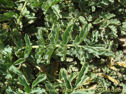 Acaena magellanica의 사진