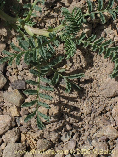 Acaena magellanica의 사진