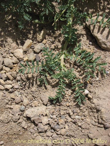 Acaena magellanica의 사진