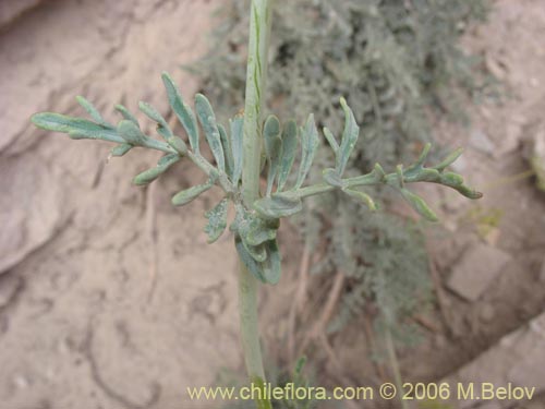 Image of Valeriana sp. #0075 (). Click to enlarge parts of image.