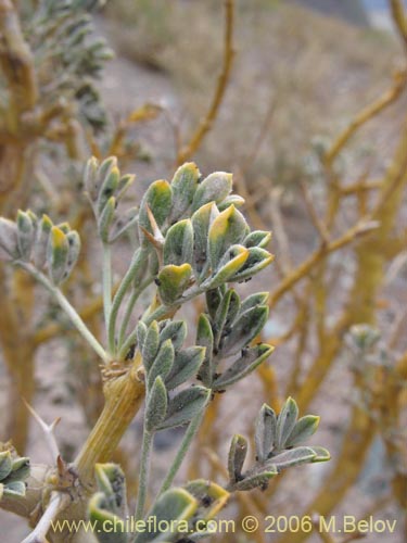 Image of Adesmia sp. #1568 (). Click to enlarge parts of image.