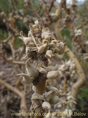 Image of Adesmia sp. #1568 (). Click to enlarge parts of image.