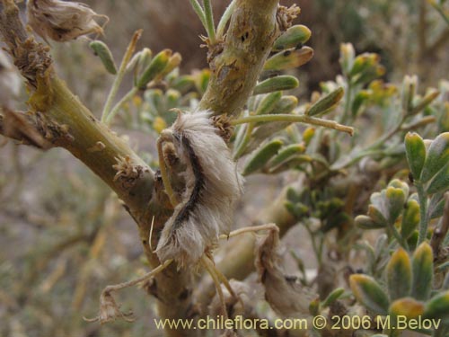 Image of Adesmia sp. #1568 (). Click to enlarge parts of image.