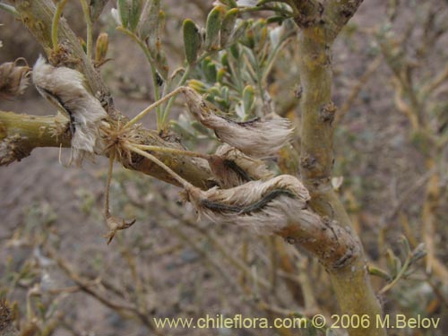 Image of Adesmia sp. #1568 (). Click to enlarge parts of image.