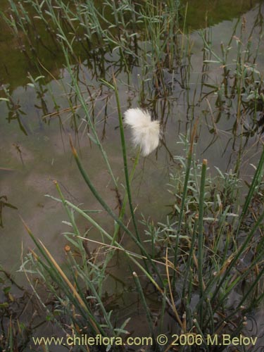 Bild von Asteraceae sp. #1845 (). Klicken Sie, um den Ausschnitt zu vergrössern.