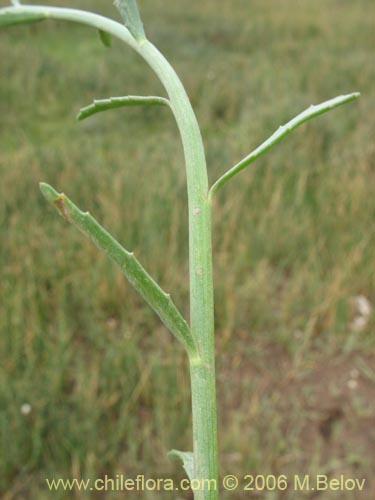 Bild von Asteraceae sp. #1845 (). Klicken Sie, um den Ausschnitt zu vergrössern.