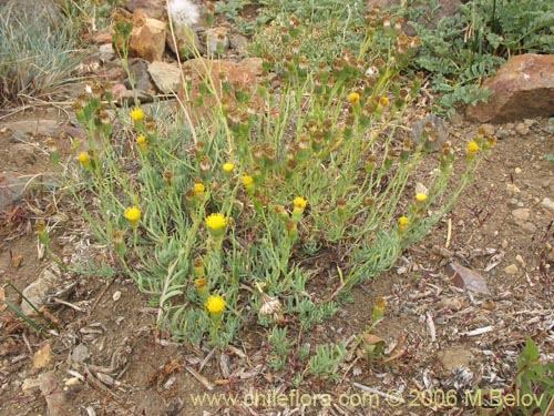 Image of Senecio sp. #1569 (). Click to enlarge parts of image.