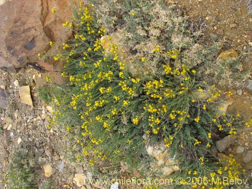 Image of Senecio sp. #1569 (). Click to enlarge parts of image.