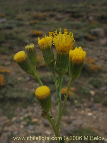 Image of Senecio sp. #1569 (). Click to enlarge parts of image.