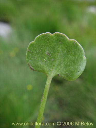 Image of Ranunculus cymbalaria (Oreja de gato / Botón de oro). Click to enlarge parts of image.