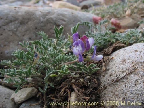 Image of Astragalus sp. #1488 (). Click to enlarge parts of image.