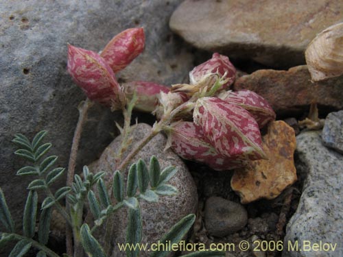 Image of Astragalus sp. #1488 (). Click to enlarge parts of image.