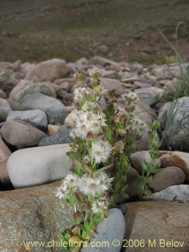 Image of Galium eriocarpum (). Click to enlarge parts of image.