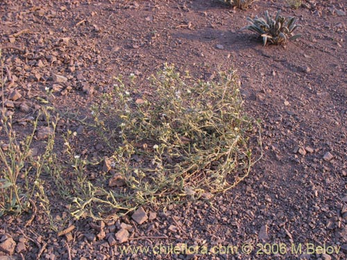 Image of Schizopetalon sp. #0073 (Rabanillo). Click to enlarge parts of image.