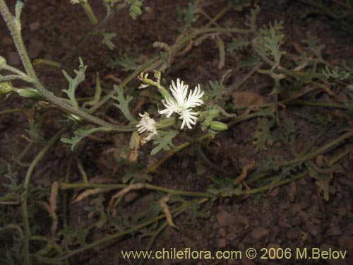 Image of Schizopetalon sp. #0073 (Rabanillo). Click to enlarge parts of image.