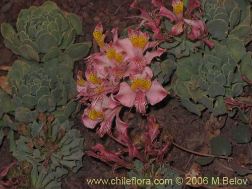 Image of Alstroemeria umbellata (Lirio de cordillera rosado). Click to enlarge parts of image.