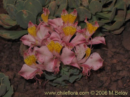 Image of Alstroemeria umbellata (Lirio de cordillera rosado). Click to enlarge parts of image.