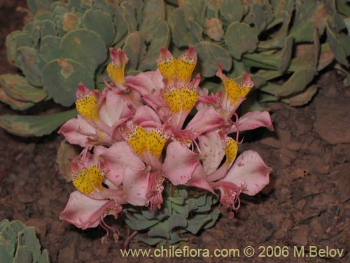Image of Alstroemeria umbellata (Lirio de cordillera rosado). Click to enlarge parts of image.
