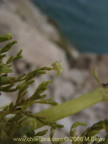 Valeriana sp. #0075の写真