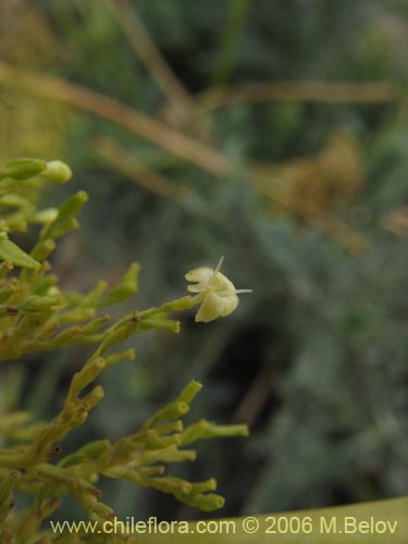 Valeriana sp. #0075の写真