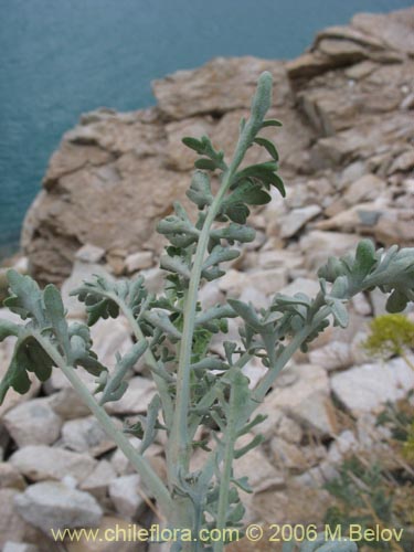 Valeriana sp. #0075の写真