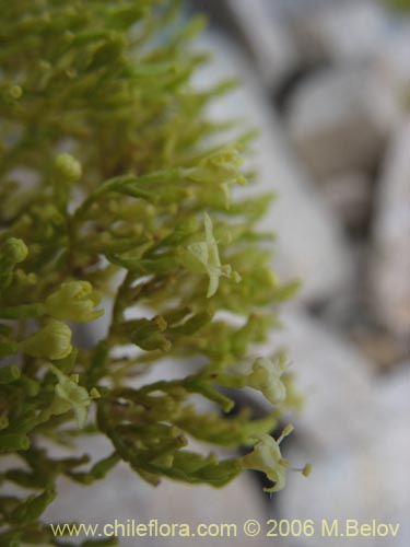 Valeriana sp. #0075の写真