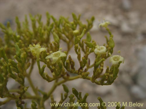 Valeriana sp. #0075の写真