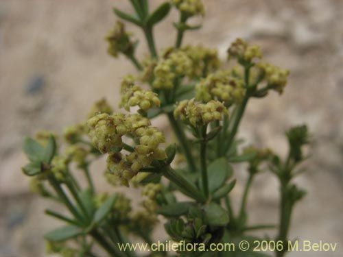 Image of Galium eriocarpum (). Click to enlarge parts of image.