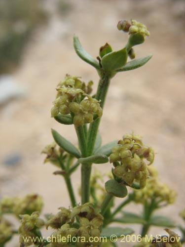 Image of Galium eriocarpum (). Click to enlarge parts of image.