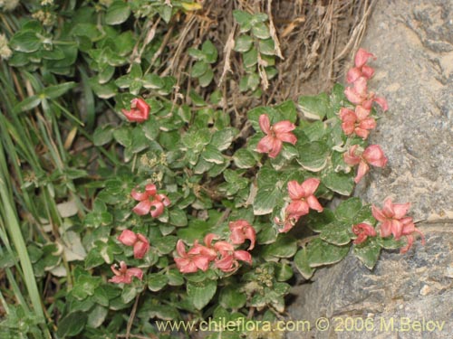 Image of Viviana marifolia (Té de burro / Oreganillo). Click to enlarge parts of image.