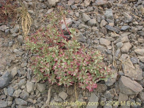 Image of Euphorbia collina (Pichoga). Click to enlarge parts of image.