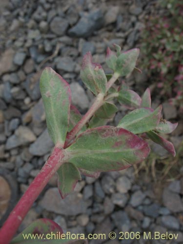 Image of Euphorbia collina (Pichoga). Click to enlarge parts of image.