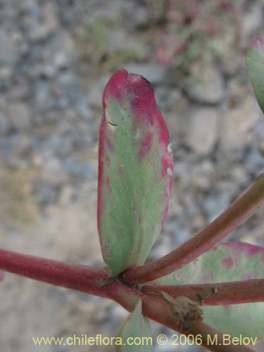 Image of Euphorbia collina (Pichoga). Click to enlarge parts of image.