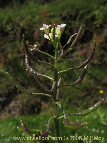 Image of Cardamine sp. #1566 (). Click to enlarge parts of image.